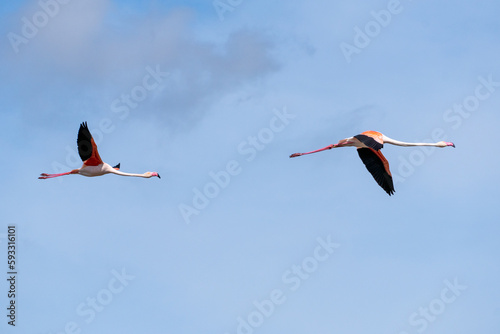 flying flamingos in the sky