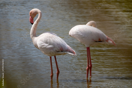 pink flamingos in the water