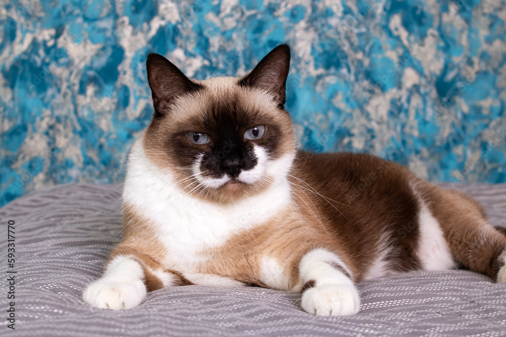 Siamese cat with blue eyes closeup portrait
