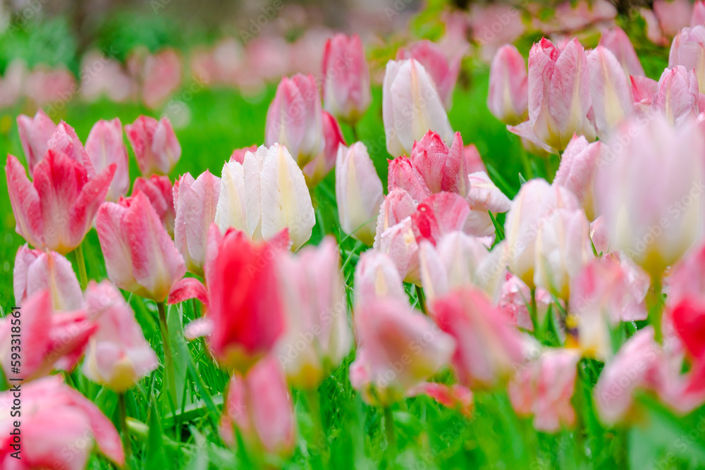 colorful blooming tulips flowers in early spring colorful blooming tulips flowers in early spring