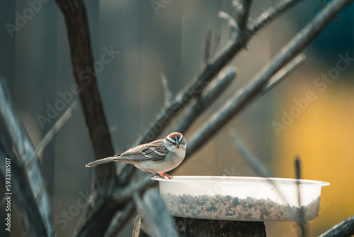 bird on a fence