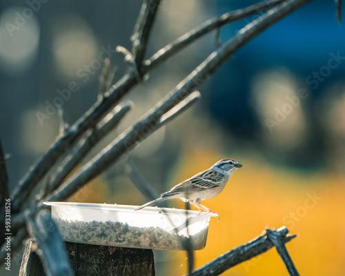 sparrow on a branch