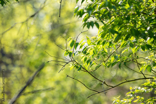 green leaves background