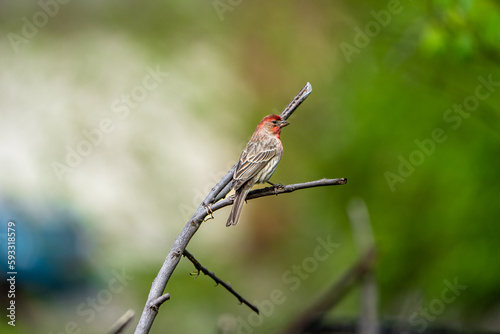 house finch on branch
