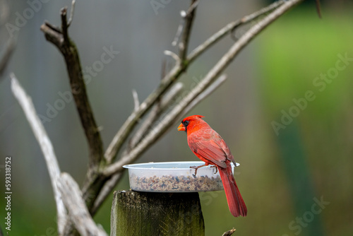 cardinal on feeder