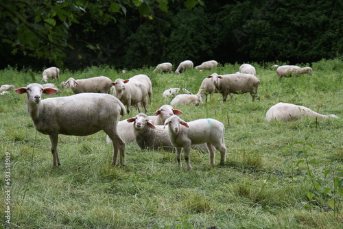 Schafe, Schafherde © Tanja