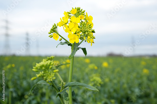 White mustard, Sinapis plant on the field