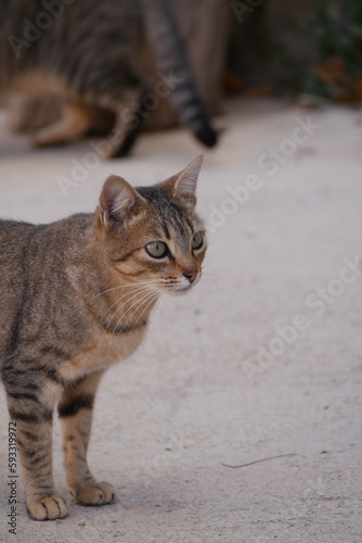 Pequeño gato mirando fijamente a un punto