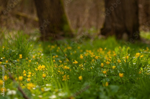 Fototapeta Naklejka Na Ścianę i Meble -  first meadow yellow flowers in early spring