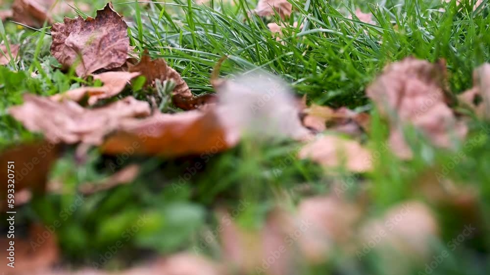 moss on the grass moss on the grass