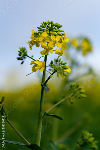 flowers in the field