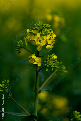 yellow flowers