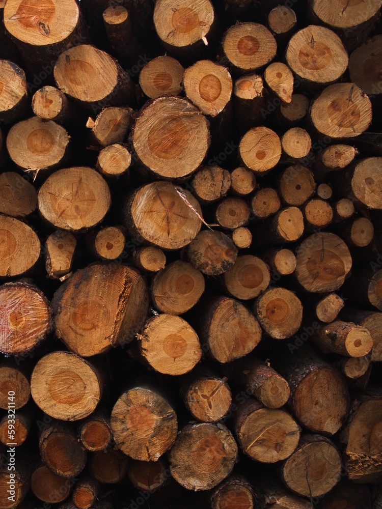 Felled Trees Felled Trees