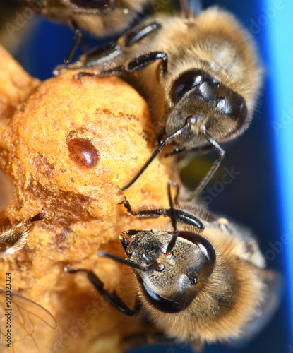 varroa destructor