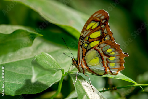 Malachite butterfly - Siproeta stelenes, beautiful malachite butterfly from New World bushes and forests, Panama.