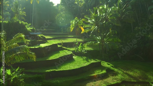 tropical forest in the ricefield