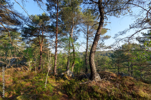 The Denecourt lookout trail in Fontainebleau forest