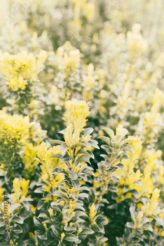 Spring plant field  selective focus. Sunny nature vertical background