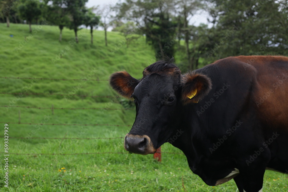 Vaca Lechera, Costa Rica.