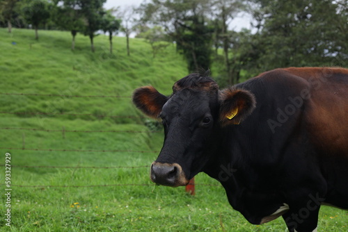 Vaca Lechera, Costa Rica.