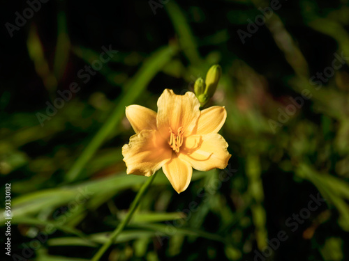flower nature yellow plant flowers spring lily