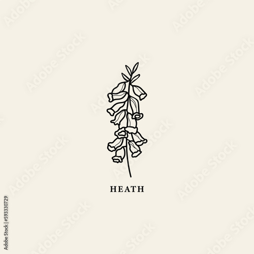 Line art Australian heath illustration