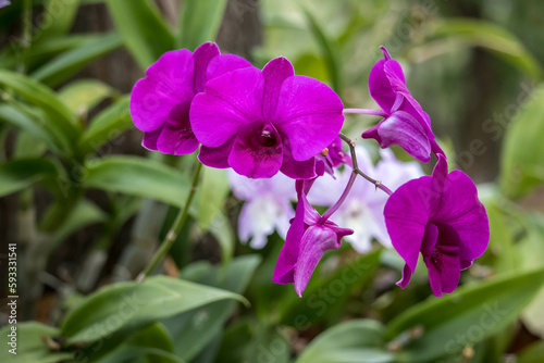 Purple Dendrobium orchid flowers bloom in the backyard.