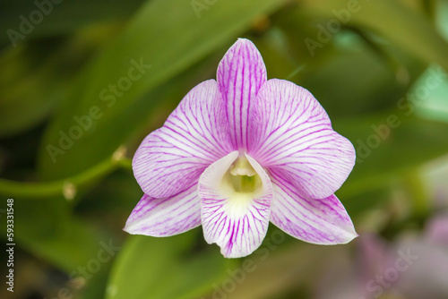 Close up of a Pink and White Dendrobium Orchid Flower.