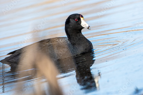 An American coot, Fulica americana, swims in a wetland in Culver, Indiana photo