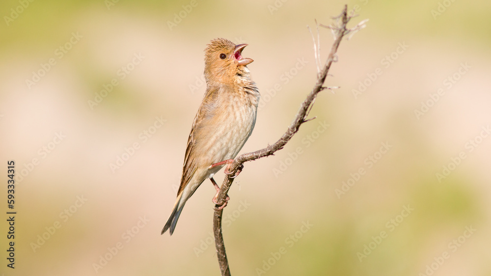Fototapeta premium robin on branch