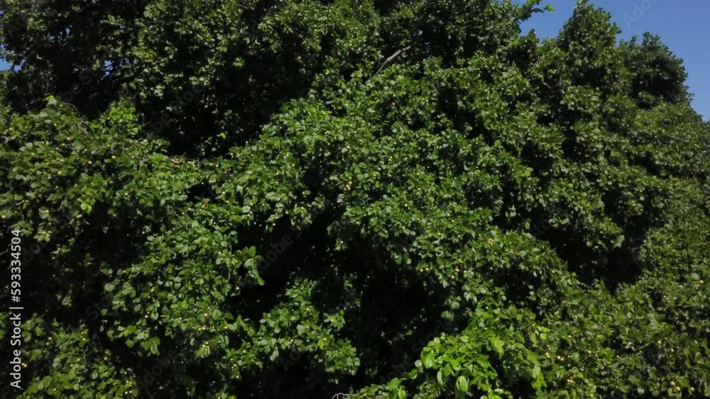 juá - canopy of the juazeiro tree loaded with ripe fruits juá - canopy of the juazeiro tree loaded with ripe fruits