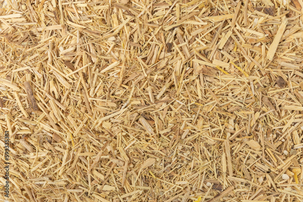 siberian ginseng in latin Eleutherococcus senticosus background. Medicinal herb. has a history of use in folklore and traditional Chinese medicine. siberian ginseng in latin Eleutherococcus senticosus background. Medicinal herb. has a history of use in folklore and traditional Chinese medicine.