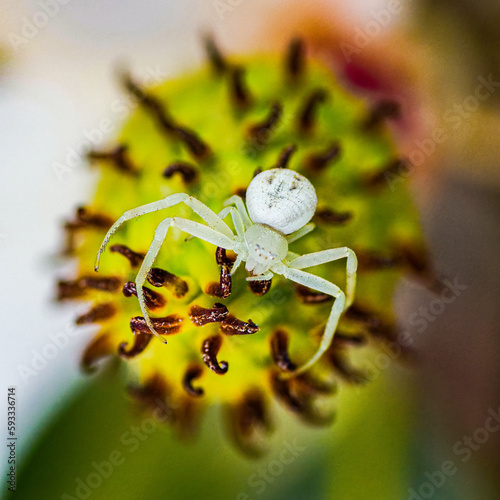 White crab spider or flower spider - Mecaphesa sp. - commonly found hunting on bright flowers. On magnolia flower bloom facing camera photo