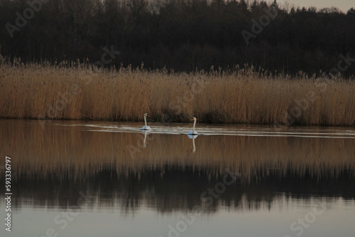 Two swans on a river