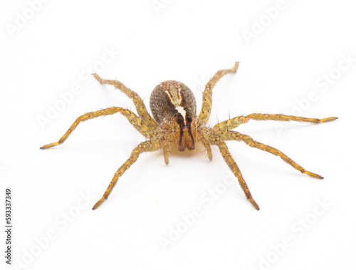 hentz wolf spider - rabidosa hentzi - isolated on white background. Front face view