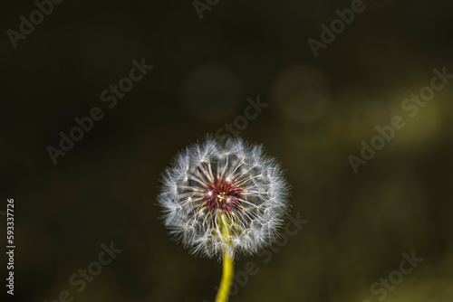 photograph of a dandelion flower with a blurred background