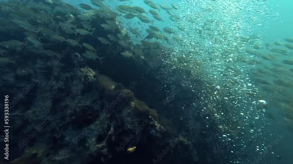 Underwater scuba diving view ocean paradise coral and school of fish Koh Tao Thailand diver tourist attraction Underwater scuba diving view ocean paradise coral and school of fish Koh Tao Thailand diver tourist attraction