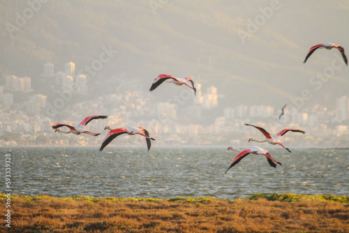 group of flamingos