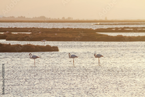 group of flamingos