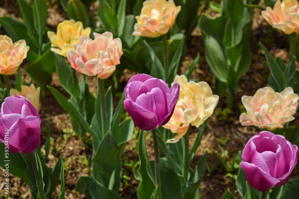 보라색 튤립, 다양한 색의 꽃
Purple Tulip, Flowers of Various Colors 보라색 튤립, 다양한 색의 꽃
Purple Tulip, Flowers of Various Colors