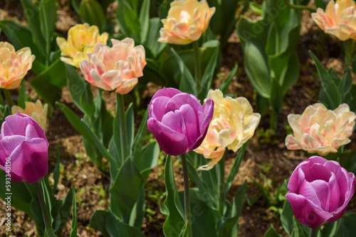 보라색 튤립, 다양한 색의 꽃 Purple Tulip, Flowers of Various Colors © 조 준우