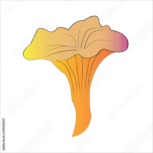 Reino Fungi hongos comestibles nombre científico Cantharellus Cibarius