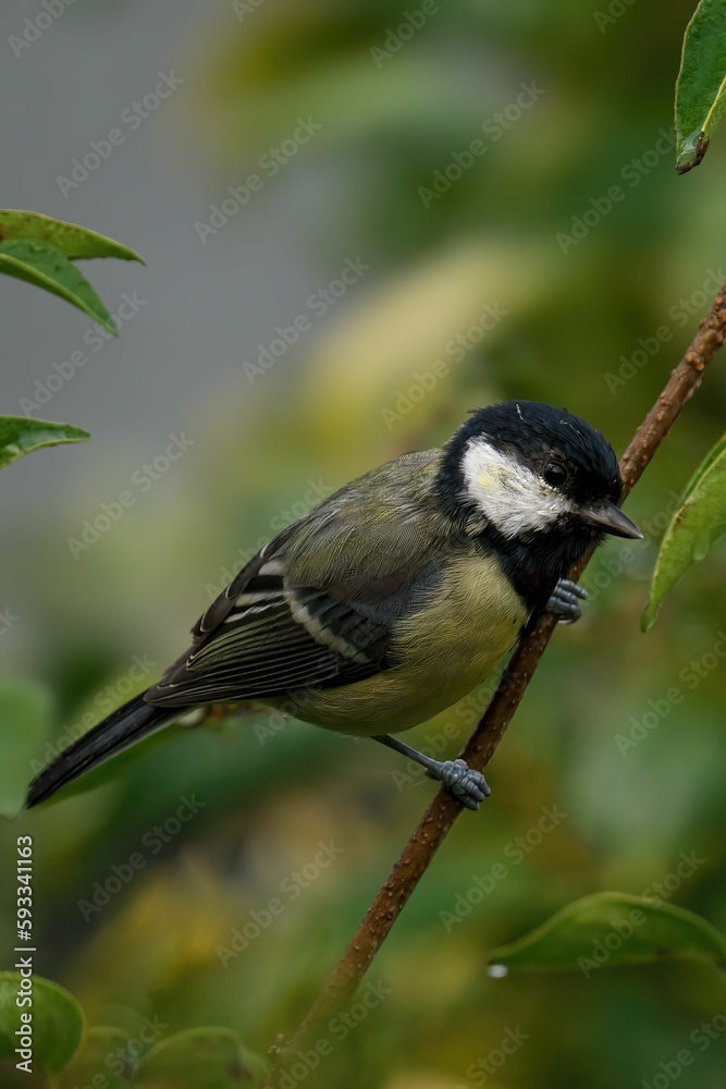 Obraz premium Vertical closeup of a Great tit, Parus major perched on a thin branch
