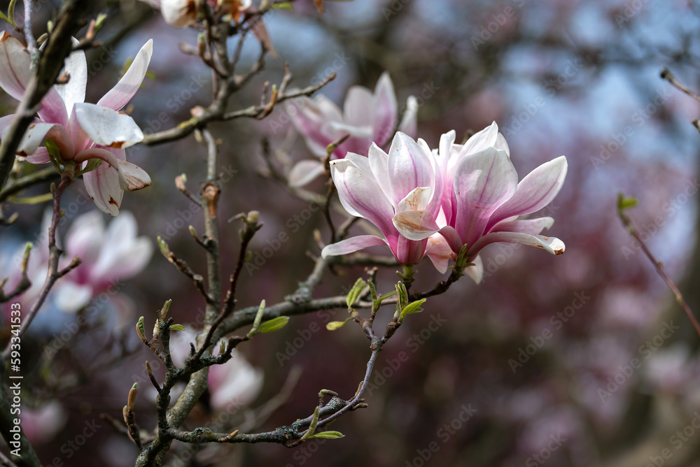 Fototapeta premium Blooming magnolia tree in the old spring park