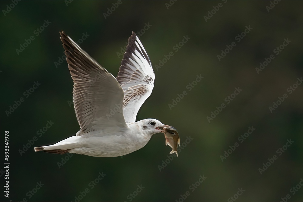 Closeup of a black-headed gull flying while holding a little fish with its beak Closeup of a black-headed gull flying while holding a little fish with its beak