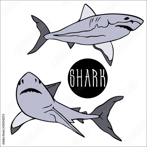 set of two sharks. whale shark is the largest in the world. white shark is marine predator with large open mouth. Great white shark.