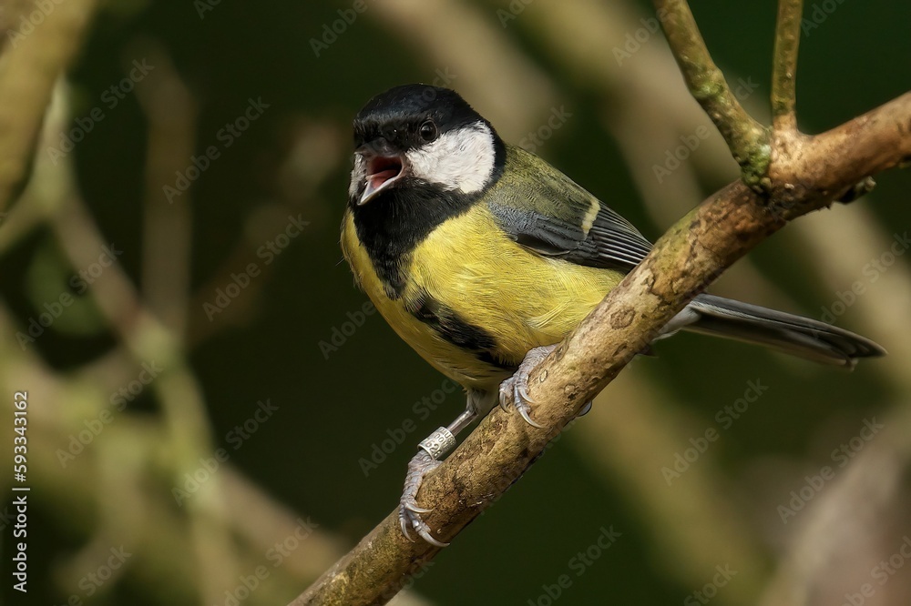 Fototapeta premium Close-up shot of a Great tit perched on a tree branch in the spring garden