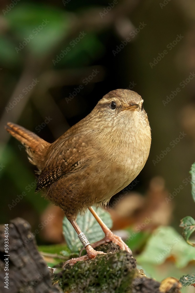 Obraz premium Close-up shot of a beautiful Eurasian wren in the forest