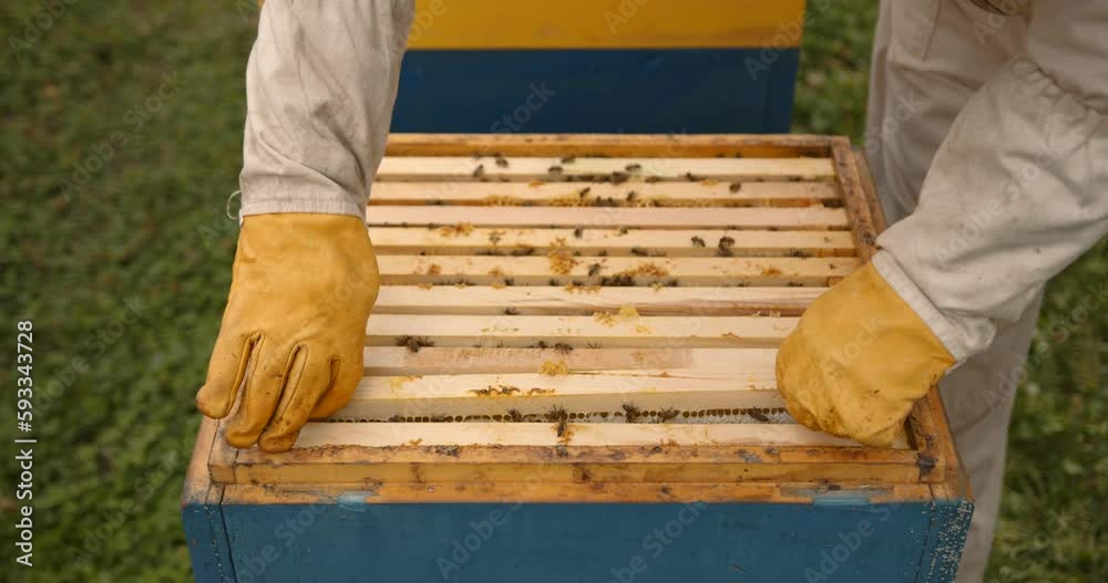 Beekeeper is working with bees and beehives on the apiary Beekeeper is working with bees and beehives on the apiary