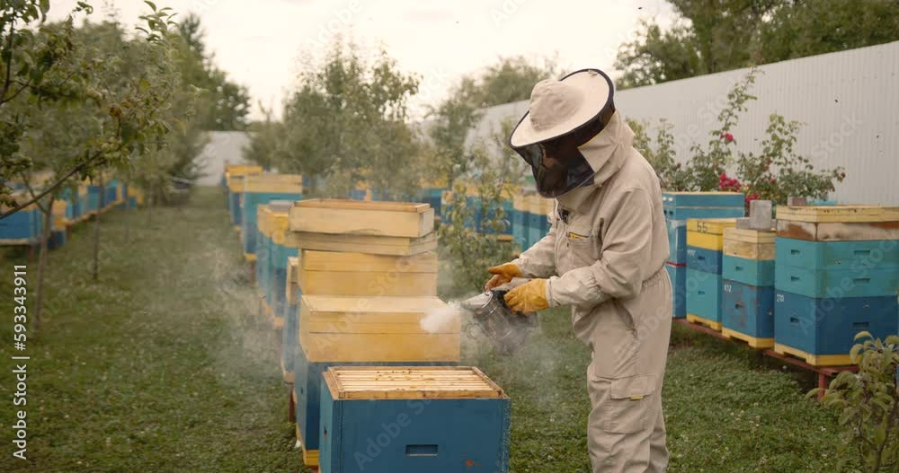 Bee keeper dressed in protective suit and gloves using a smoker Bee keeper dressed in protective suit and gloves using a smoker